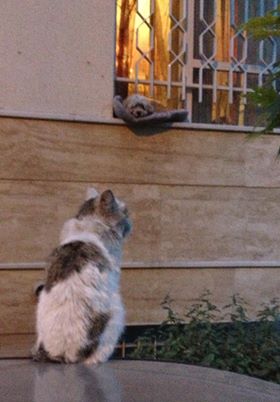 http://www.mihansanat.ir/upload/img/CatAndDog.jpg