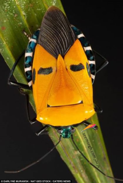 http://www.mihansanat.ir/upload/img/a98752_insect_3-elvis-presley%20copy.jpg